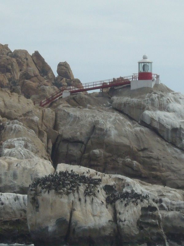Sea lion colony